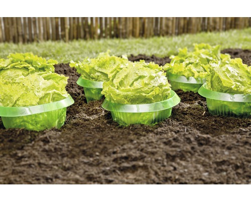 Salades en godets dans un parterre