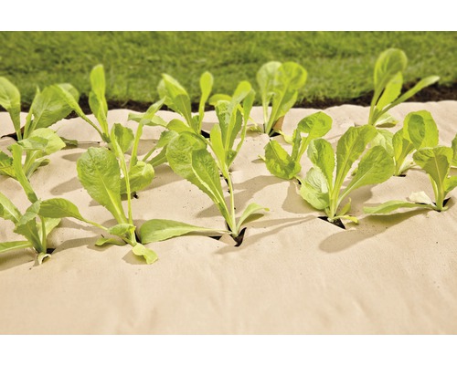 Plate-bande de légumes avec toile de paillage