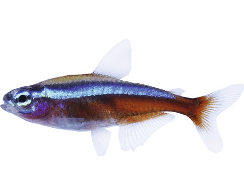 Fisch Roter Neon - Paracheirodon axelrodi, Roter Neonsalmler