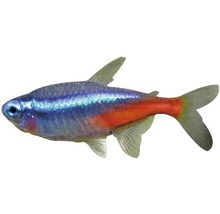 Poisson Neon Tetra med - Paracheirodon innesi