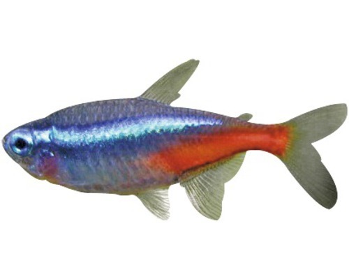 Neon Tetra Fisch für Aquarien