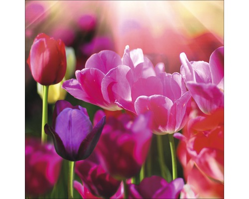 Gros plan de fleurs de tulipes dans un jardin.