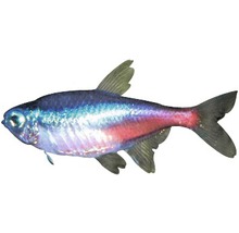 Poisson Neon Tetra med - Paracheirodon innesi