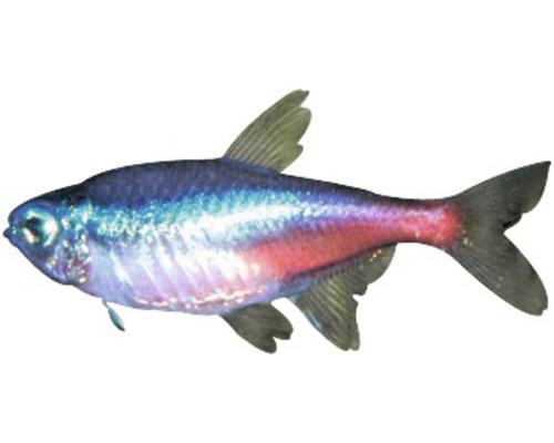 Neon Tetra Fisch für Aquarien