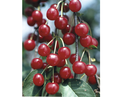 Cerisier acide bio 'Griotte du Nord' FloraSelf Bio Prunus cerasus 'Griotte du Nord' h 120-150 cm Co 7,5 l