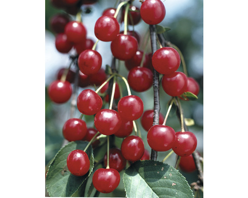 Cerisier acide 'Griotte du Nord' FloraSelf Prunus cerasus 'Griotte du Nord' h 120-150 cm Co 7,5 l Cerisier acide 'Griotte du Nord' FloraSelf Prunus cerasus 'Griotte du Nord' h 120-150 cm Co 7,5 l