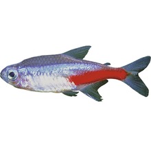 Poisson Neon Tetra med - Paracheirodon innesi