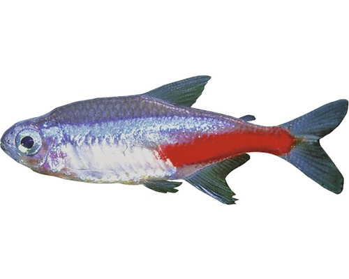 Fisch Neon Tetra med - Paracheirodon innesi, Neonsalmler
