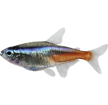 Poisson Neon Tetra med - Paracheirodon innesi