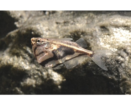 Fisch Mamorbeilbauch - Carnegiella strigata