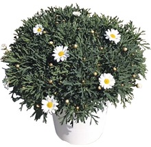 Buisson de marguerites en pot