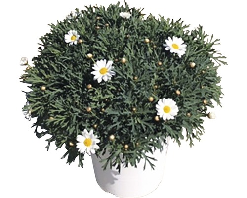 Buisson de marguerites en pot
