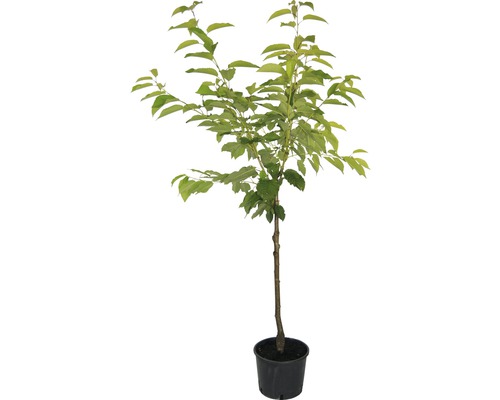 Merisier bio 'Kordia' FloraSelf Bio Prunus avium 'Kordia' h 120-150 cm Co 7,5 l