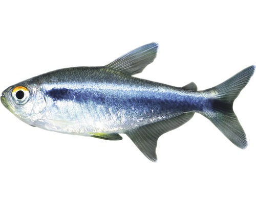 Fisch Schwarzer Neon - Hyphessobrycon herbertaxelrodi