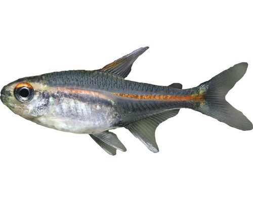 Fisch Glühlichtsalmler - Hemigrammus erythrozonus