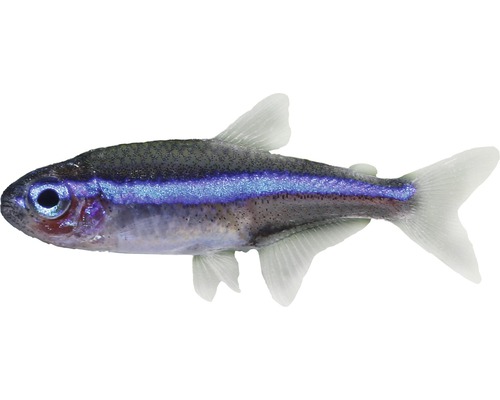 Fisch Blauer Neon - Paracheirodon simulans