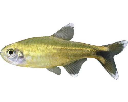 Fisch Kupfersalmler - Hasemania nana