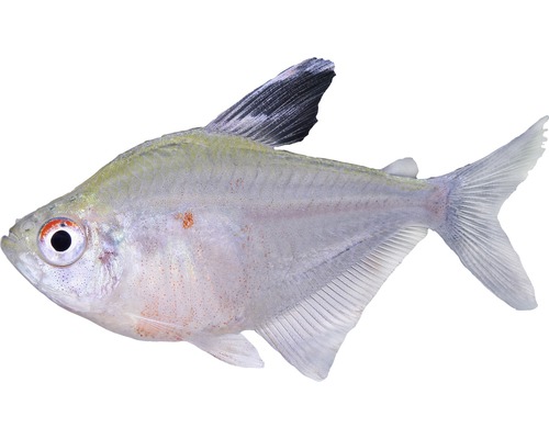 Fisch Kirschflecksalmler - Hyphessobrycon socolofi