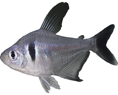 Fisch Schwarzer Phantomsalmler - Megalamphodus megalopterus