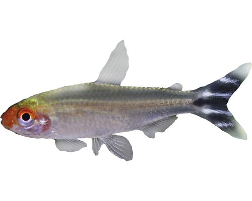 Fisch Rotkopfsalmler - Hemigrammus bleheri
