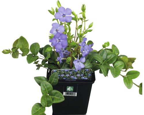 Petite pervenche FloraSelf Vinca minor 5/7 branches pot Ø 9 cm