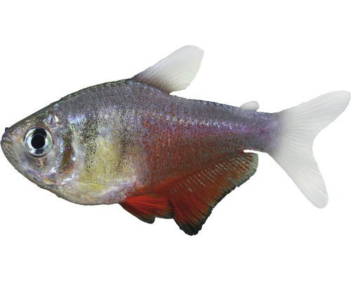 Fisch Roter von Rio - Hyphessobrycon flammeus