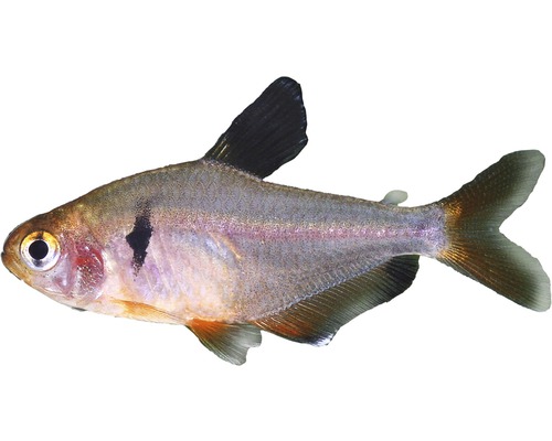 Fisch Blutsalmler med - Hyphessobrycon serpae