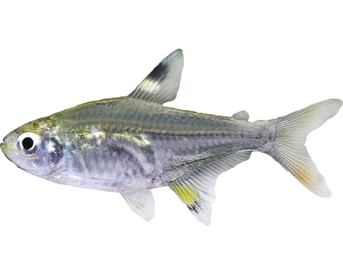 Fisch Sternflecksalmler - Pristella maxillaris