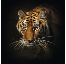 Glasbild Tiger II 30x30 cm GLA1240