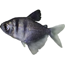 Poisson-chat