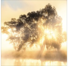 Paysage avec des arbres au bord du lac dans le brouillard et le soleil