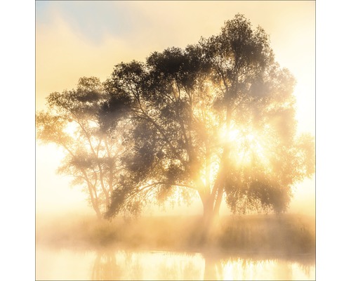 Paysage avec des arbres au bord du lac dans le brouillard et le soleil