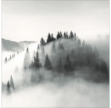 Forêt brumeuse avec des conifères