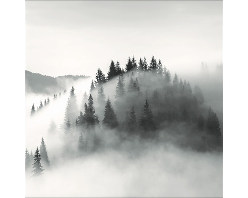 Forêt brumeuse avec des conifères