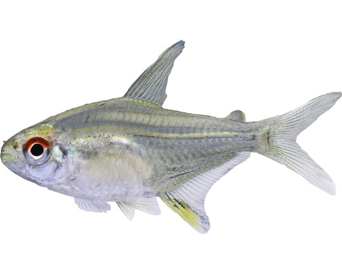 Fisch Zitronensalmler - Hyphessobrycon pulchripinnis