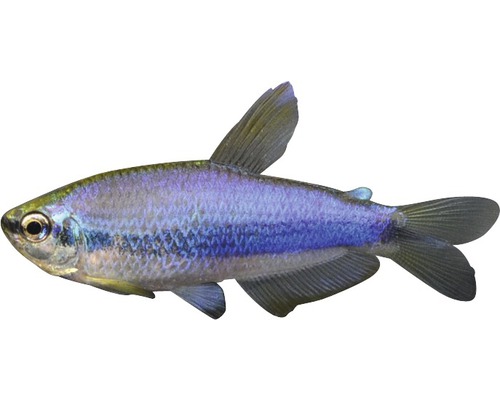 Fisch Königsalmler Superblue - Inpaichthys kerri