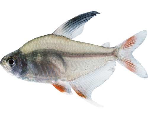 Fisch Schmucksalmler - Hyphessobrycon bentosi