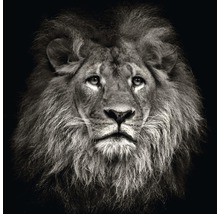 Tableau en verre Lion Head 80x80 cm
