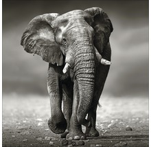 Glasbild Grey Elephant 80x80 cm GLA1351