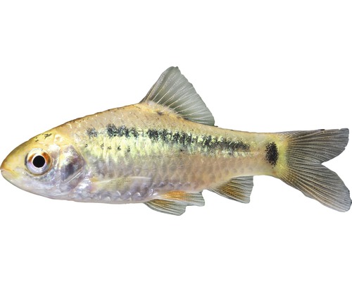 Fisch Brokatbarbe - Puntius sachsi