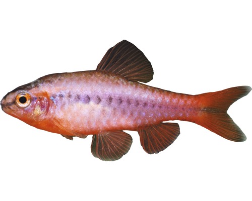 Fisch Bitterlingsbarbe - Puntius titteya