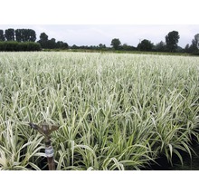 Canne de Provence à feuilles multicolores FloraSelf Arundo donax 'Variegata' H 30-100 cm Co 6 l