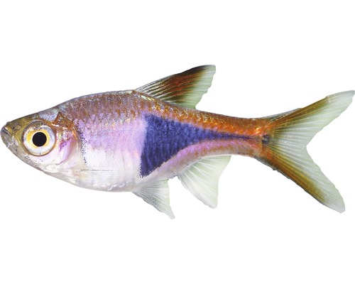 Fisch Keilfleckbarbe - Trigonostigma heteromorpha