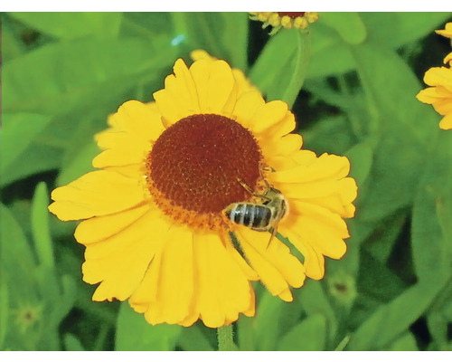 Gelbe Blüte mit einer Biene