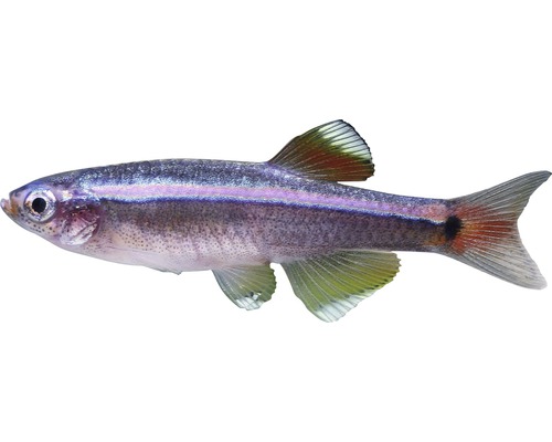 Fisch Kardinalfisch - Tanichthys albonubes