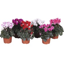 Plusieurs cyclamens en pot