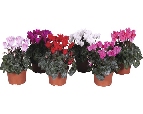 Mini cyclamen d'intérieur Cyclamen persicum h env. 20 cm pot Ø 10,5 cm choix de variétés aléatoire