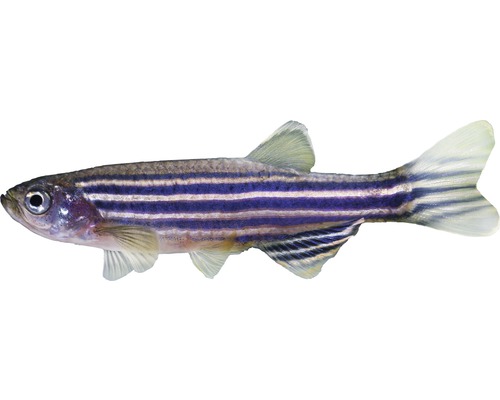 Fisch Zebrabärbling - Danio rerio