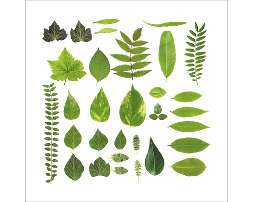 Tableau en verre Different Leaves 50x50 cm