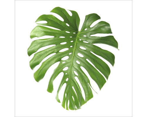 Feuille de Monstera